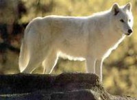 /album/fotogaleria/lobo-rusia-jpg1/
